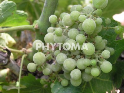 Erysiphe necator Burr.